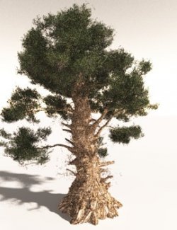 EVERYPlant Great Basin Bristlecone Pine for Daz