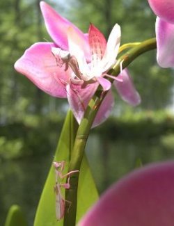 Nature's Wonders Mantises of the World Volume 1