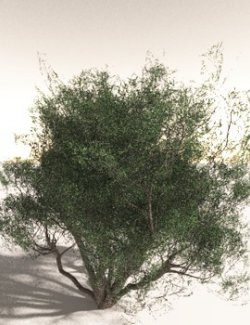 EVERYPlant Curl-Leaf Mountain Mahogany for Daz