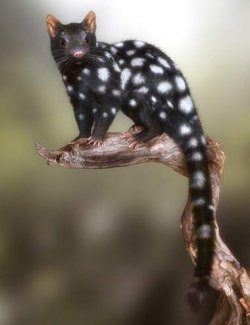 Quoll by AM