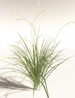 EVERYPlant Basin Wild Rye for Daz