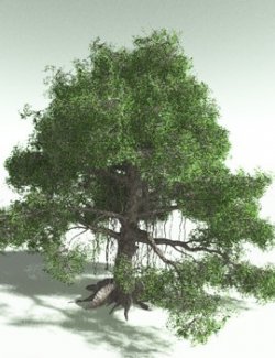 EVERYPlant Indian Rubber Tree for Poser