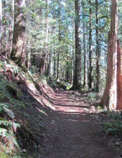 Mountain Trail 2- Vertical Format