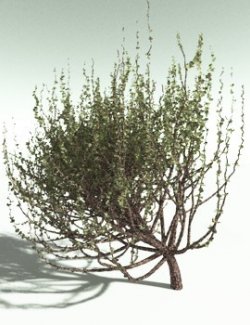 EVERYPlant Spiny Saltbush for Poser