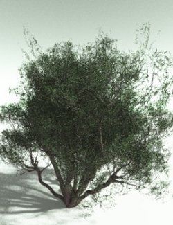 EVERYPlant Curl-Leaf Mountain Mahogany for Poser