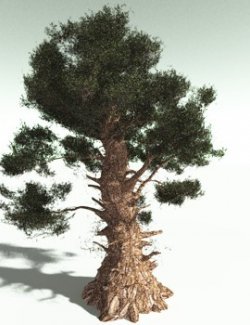 EVERYPlant Great Basin Bristlecone Pine for Poser