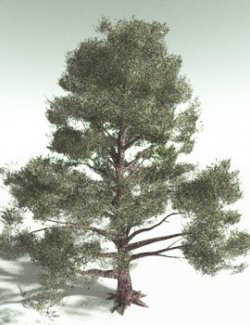 EVERYPlant Single-Leaf Pinyon for Poser