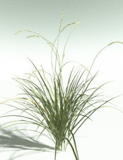 EVERYPlant Basin Wild Rye for Poser