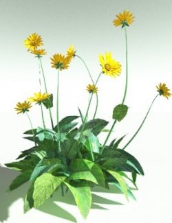 EVERYPlant Arrowleaf Balsamroot for Poser