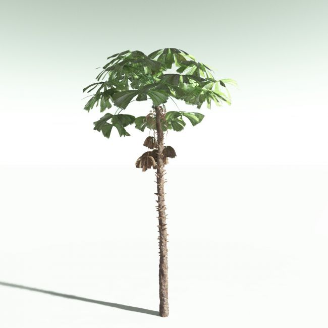 Click here to see preview images for "EVERYPlant Australian Fan Palm for Poser" EVERYPlant Australian Fan Palm for Poser