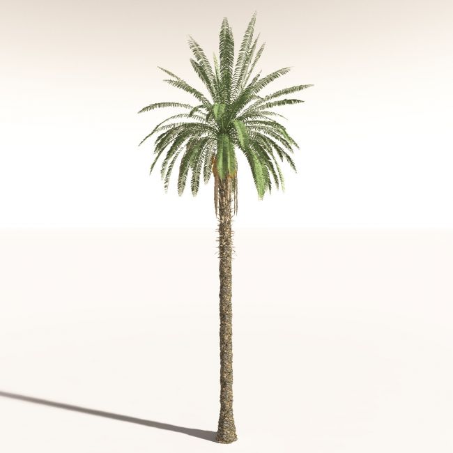 Click here to see preview images for "EVERYPlant Date Palm for Daz" EVERYPlant Date Palm for Daz