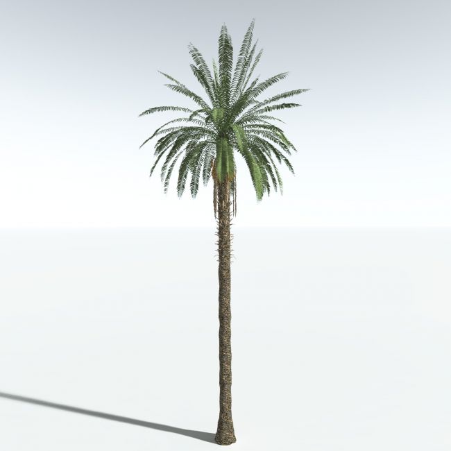Click here to see preview images for "EVERYPlant Date Palm for Vue" EVERYPlant Date Palm for Vue
