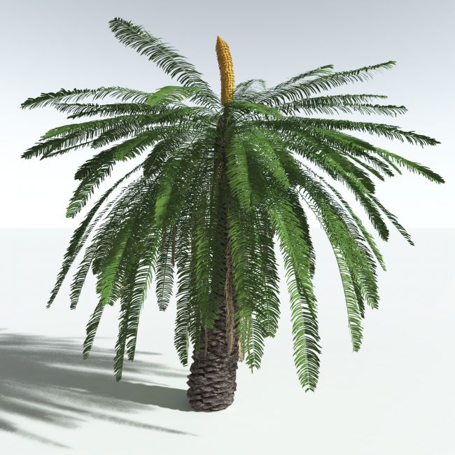 Click here to see preview images for "EVERYPlant Pseudoctenis Eathiensis for Vue" EVERYPlant Pseudoctenis Eathiensis for Vue