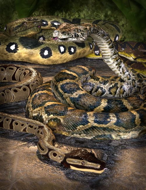 Click here to see preview images for "SY The Constrictor 2" SY The Constrictor 2