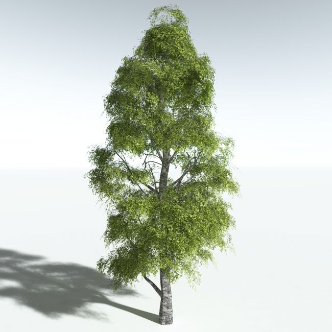 Click here to see preview images for "EVERYPlant Silver Birch for Vue" EVERYPlant Silver Birch for Vue