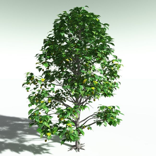 Click here to see preview images for "EVERYPlant Breadnut for Poser" EVERYPlant Breadnut for Poser