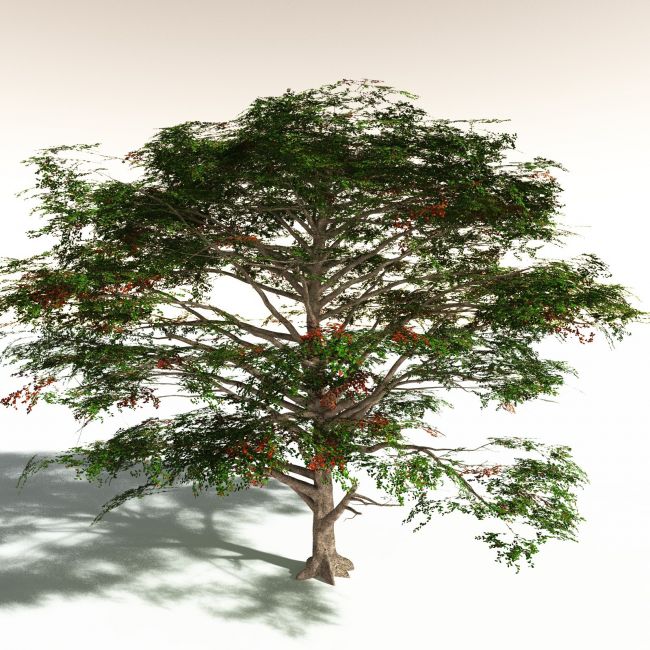 Click here to see preview images for "EVERYPlant Sea Almond for Daz" EVERYPlant Sea Almond for Daz