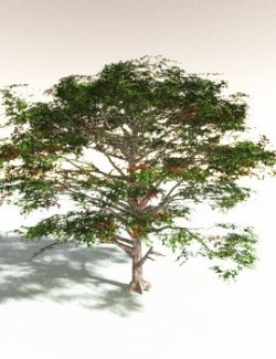 EVERYPlant Sea Almond for Daz