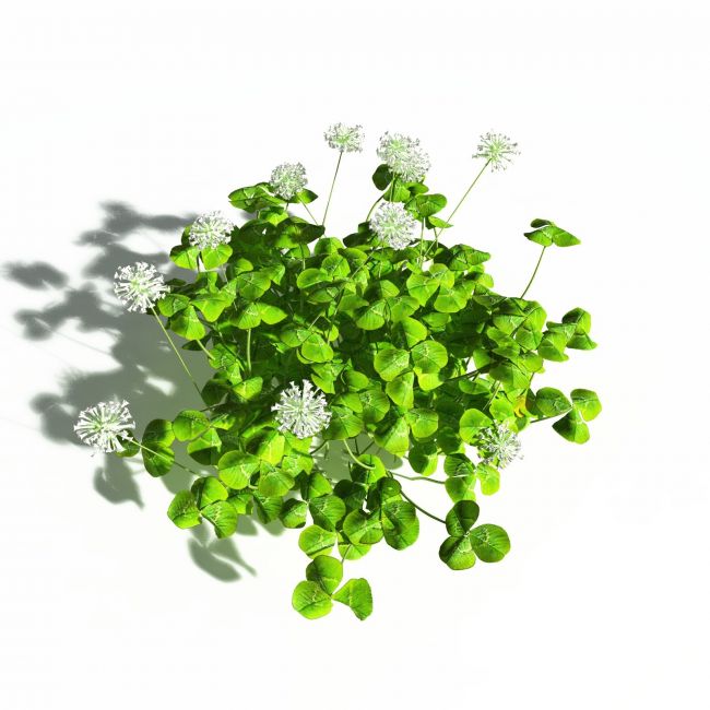 Click here to see preview images for "EVERYPlant White Clover for Daz" EVERYPlant White Clover for Daz