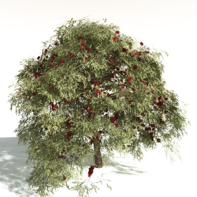 Click here to see preview images for "EVERYPlant Scarlet Bottlebrush for Daz" EVERYPlant Scarlet Bottlebrush for Daz