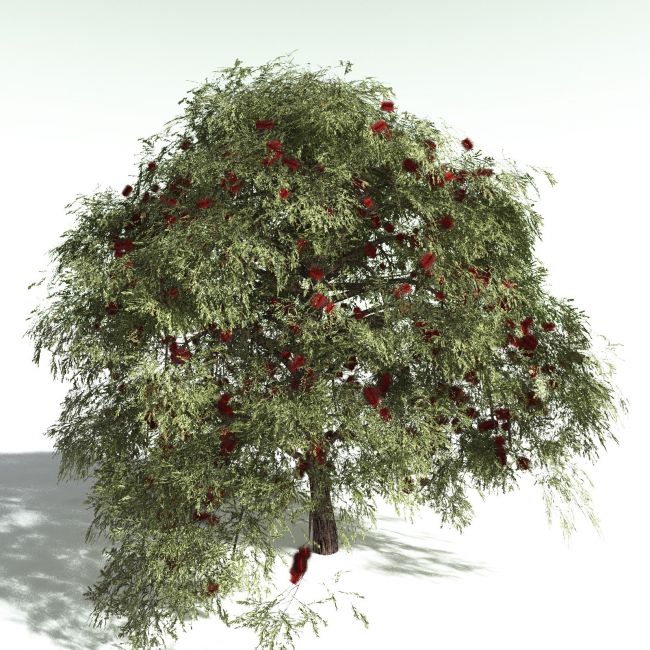Click here to see preview images for "EVERYPlant Scarlet Bottlebrush for Poser" EVERYPlant Scarlet Bottlebrush for Poser