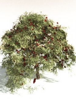 EVERYPlant Scarlet Bottlebrush for Daz