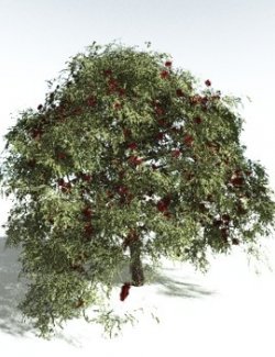 EVERYPlant Scarlet Bottlebrush for Vue