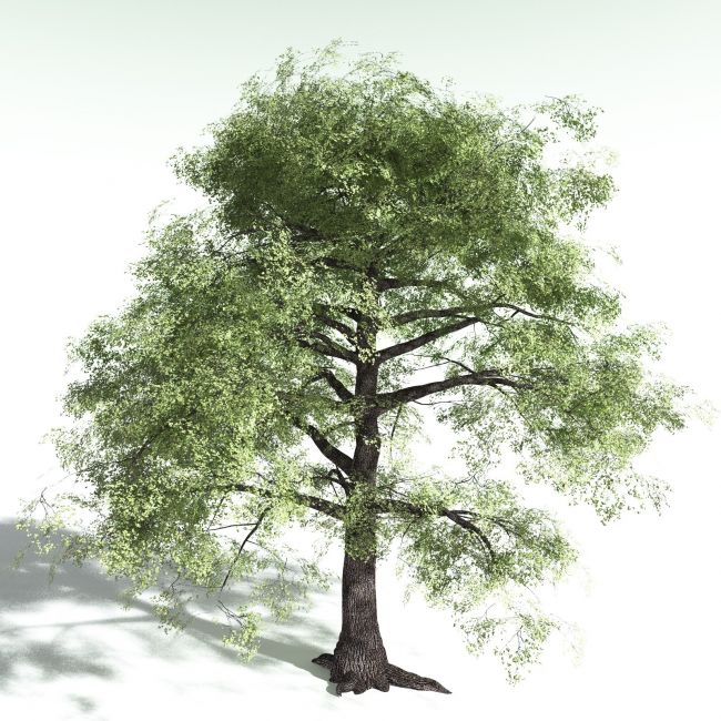 Click here to see preview images for "EVERYPlant Bigleaf Maple for Poser" EVERYPlant Bigleaf Maple for Poser
