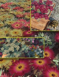 Livingstone Daisy - Garden Flowers - Bundle