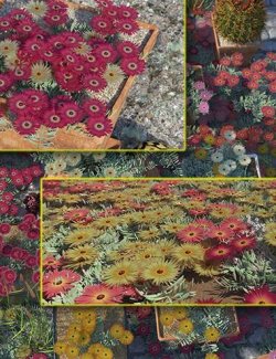 Livingstone Daisy - Garden Flowers Expansion