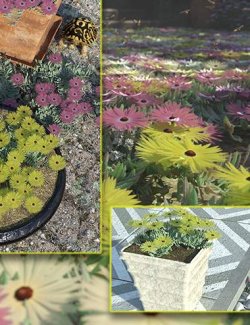 Livingstone Daisy - Garden Flowers