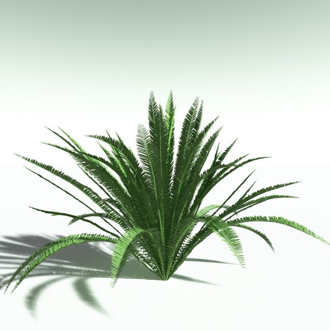 Click here to see preview images for "EVERYPlant Western Sword Fern for Poser" EVERYPlant Western Sword Fern for Poser