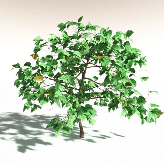 Click here to see preview images for "EVERYPlant Western Poison Oak for Daz" EVERYPlant Western Poison Oak for Daz