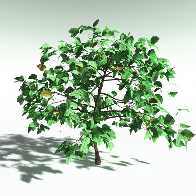 Click here to see preview images for "EVERYPlant Western Poison Oak for Poser" EVERYPlant Western Poison Oak for Poser