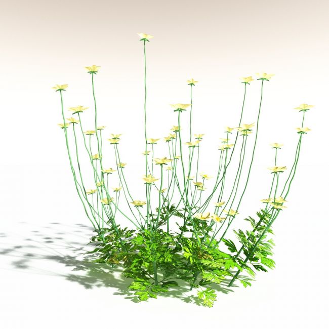 Click here to see preview images for "EVERYPlant Western Buttercup for Daz" EVERYPlant Western Buttercup for Daz