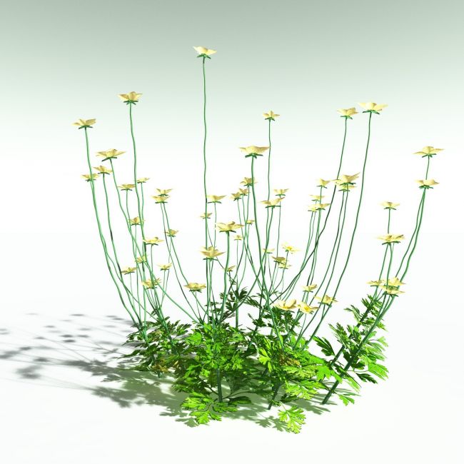 Click here to see preview images for "EVERYPlant Western Buttercup for Poser" EVERYPlant Western Buttercup for Poser
