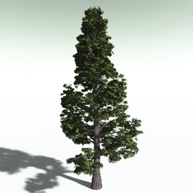 Click here to see preview images for "EVERYPlant Sitka Spruce for Poser" EVERYPlant Sitka Spruce for Poser
