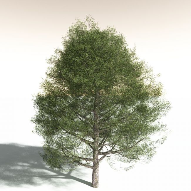 Click here to see preview images for "EVERYPlant Red Alder for Daz" EVERYPlant Red Alder for Daz