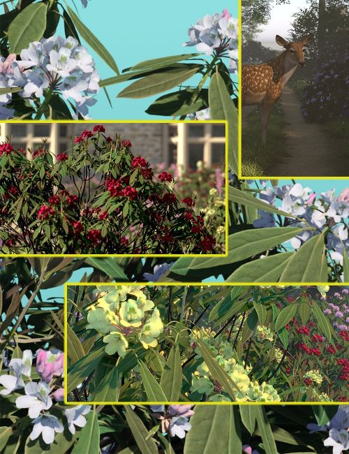 Click here to see preview images for "Rhododendron Bushes" Rhododendron Bushes