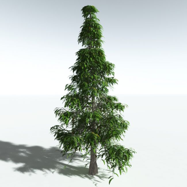 Click here to see preview images for "EVERYPlant Archaeopteris Macilenta for Vue" EVERYPlant Archaeopteris Macilenta for Vue