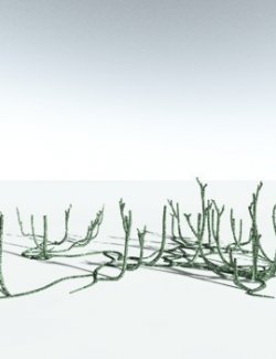 EVERYPlant Asteroxylon Mackiei for Vue