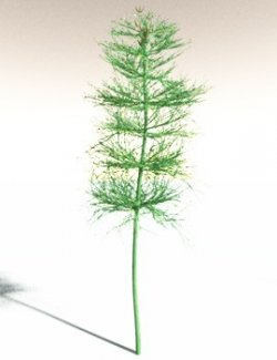 EVERYPlant Elkinsia Polymorpha for Daz