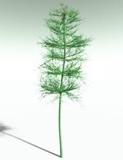 EVERYPlant Elkinsia Polymorpha for Poser