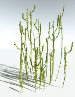 EVERYPlant Leclercqia Uncinata for Vue