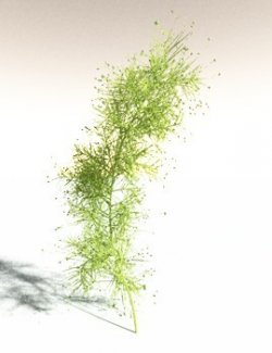 EVERYPlant Pertica Quadrifaria for Daz