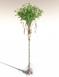 EVERYPlany Wattieza Givetiana for Daz