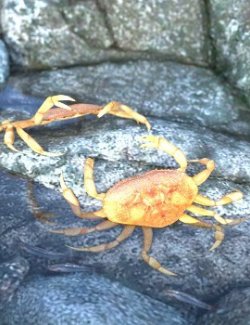 Nature's Wonders Crabs