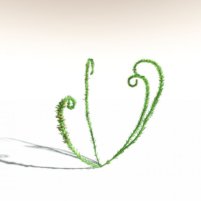 EVERYPlant Discalis Longistipia for Daz