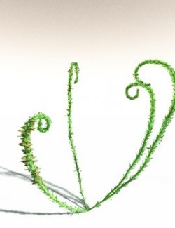 EVERYPlant Discalis Longistipia for Daz