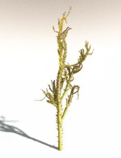 EVERYPlant Drepanophycus Spinaeformis for Daz